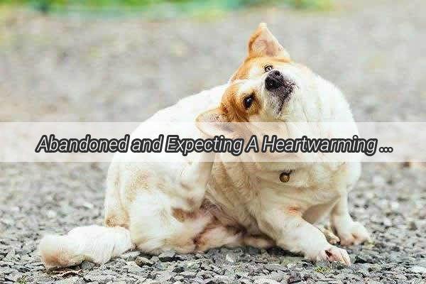 Abandoned and Expecting A Heartwarming Guide to Supporting a Pregnant Dog